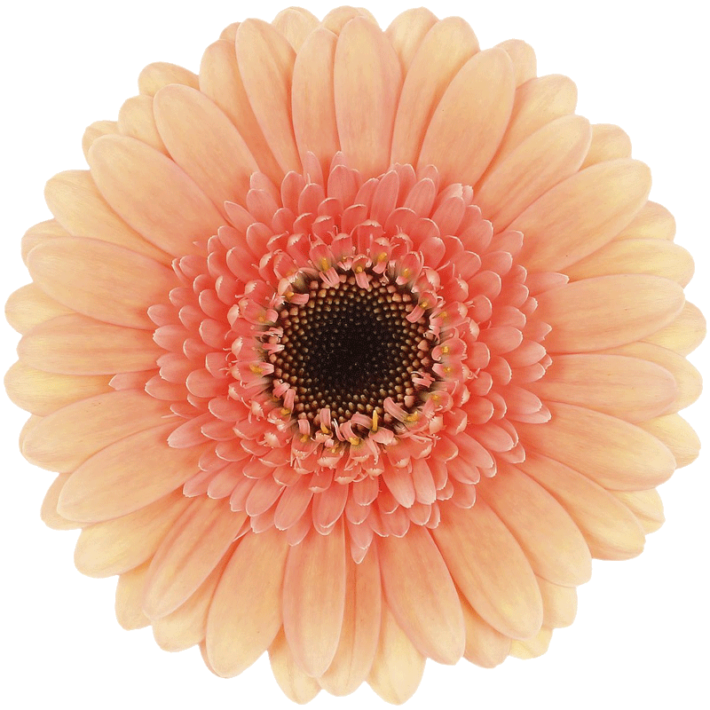 cookies-n-cream-van-der-wilt-gerbera-s